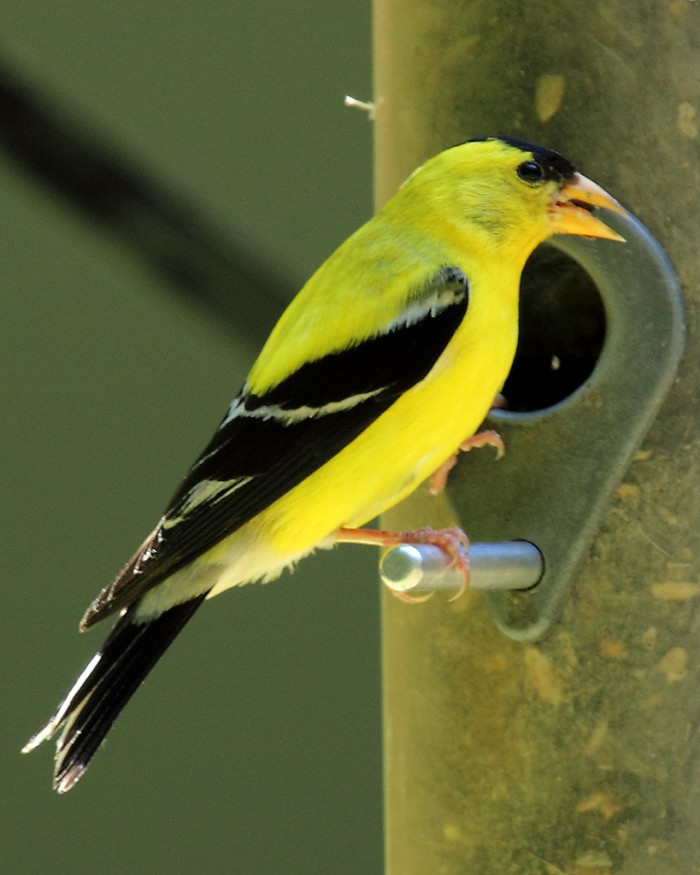 These 33 Birds In Virginia Will Leave You In Awe
