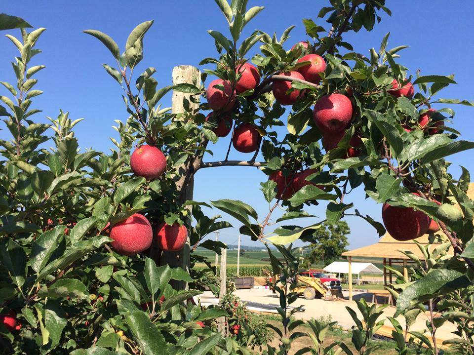 6 Best Apple Orchards In Cincinnati In 2017