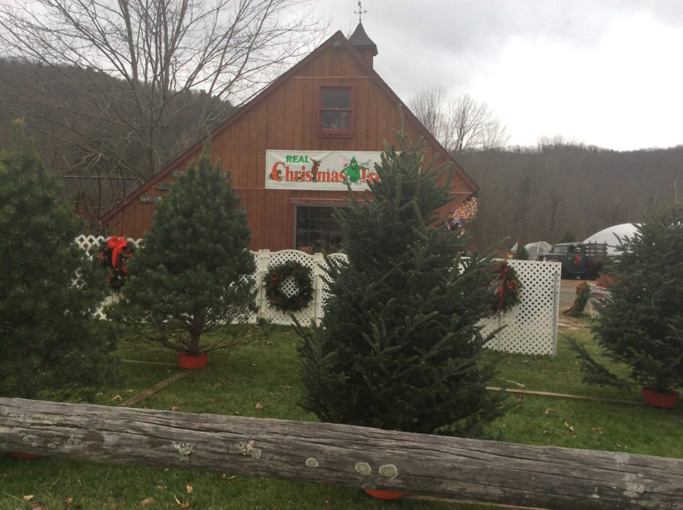10 Magical Christmas Tree Farms In Pennsylvania