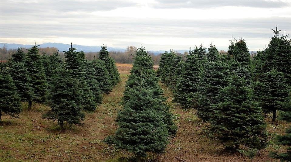 3 Places To Cut-Your-Own Christmas Tree Around Portland