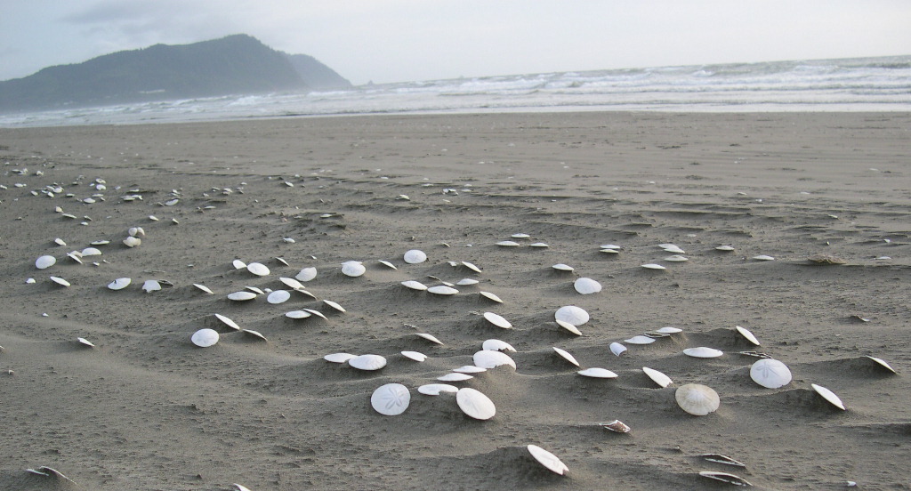 The Amazing Sand Dollar Beach Every Oregonian Will Want To