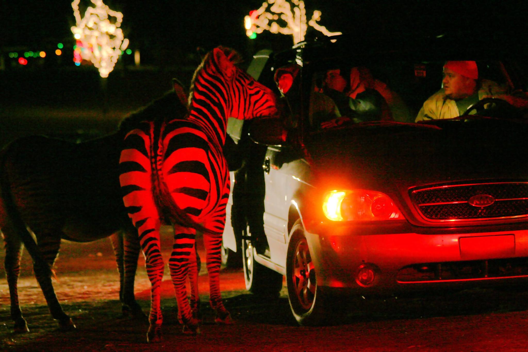 drive thru animal safari
