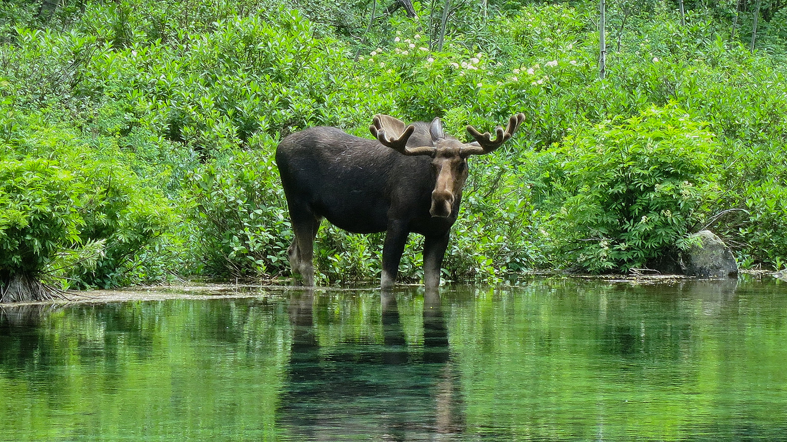 5-out-of-place-animals-that-have-been-spotted-in-virginia