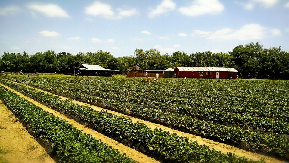 Sweet Berry Farm Is The Best Place to Pick Strawberries ...