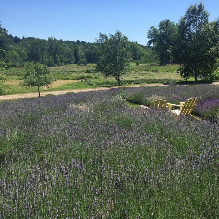 Visit This Lavender Farm In Maine For That Beautiful ...