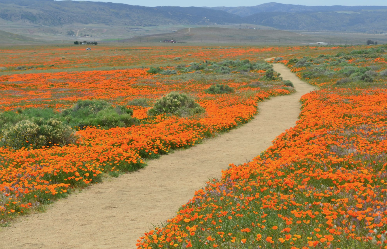 The Poppy Reserve In Southern California Will Be In Full Bloom Soon