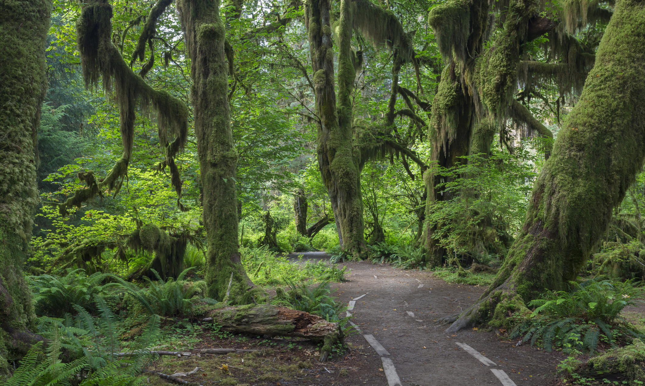 hoh rainforest tour from seattle